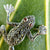 close up of frog brooch